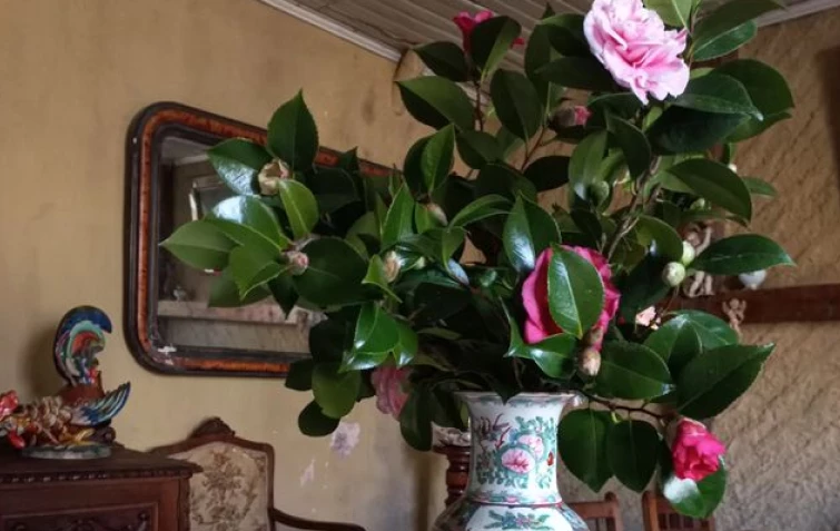 5 dicas para cultivar camélia e decorar sua casa com a flor