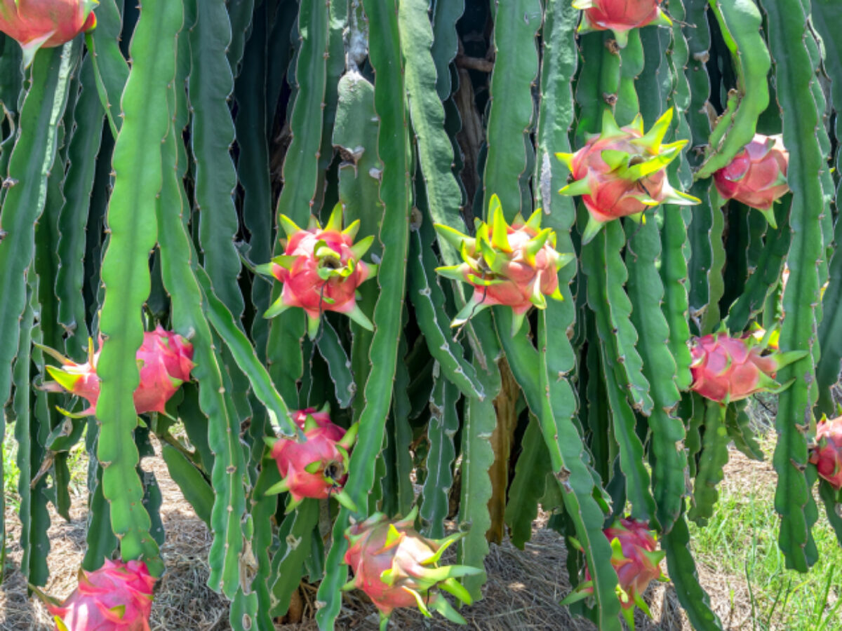 Como plantar pitaya: dicas e tutorias para te ajudar nessa jornada