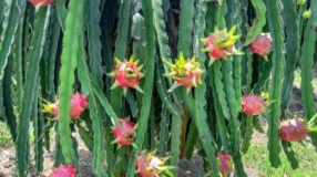 Foto de como plantar pitaya 00 - 1