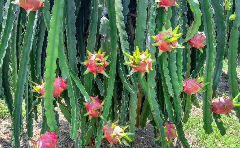 Como plantar pitaya: dicas e tutorias para te ajudar nessa ...