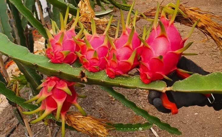 Foto de como plantar pitaya 2 - 5