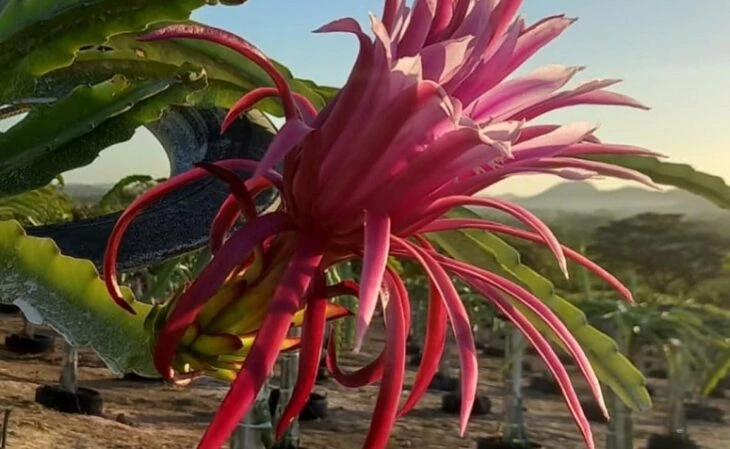 Foto de como plantar pitaya 3 - 6