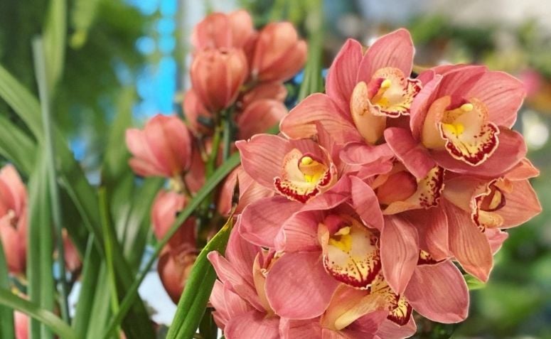 Cymbidium: dicas e inspirações para quem é apaixonado por orquídeas