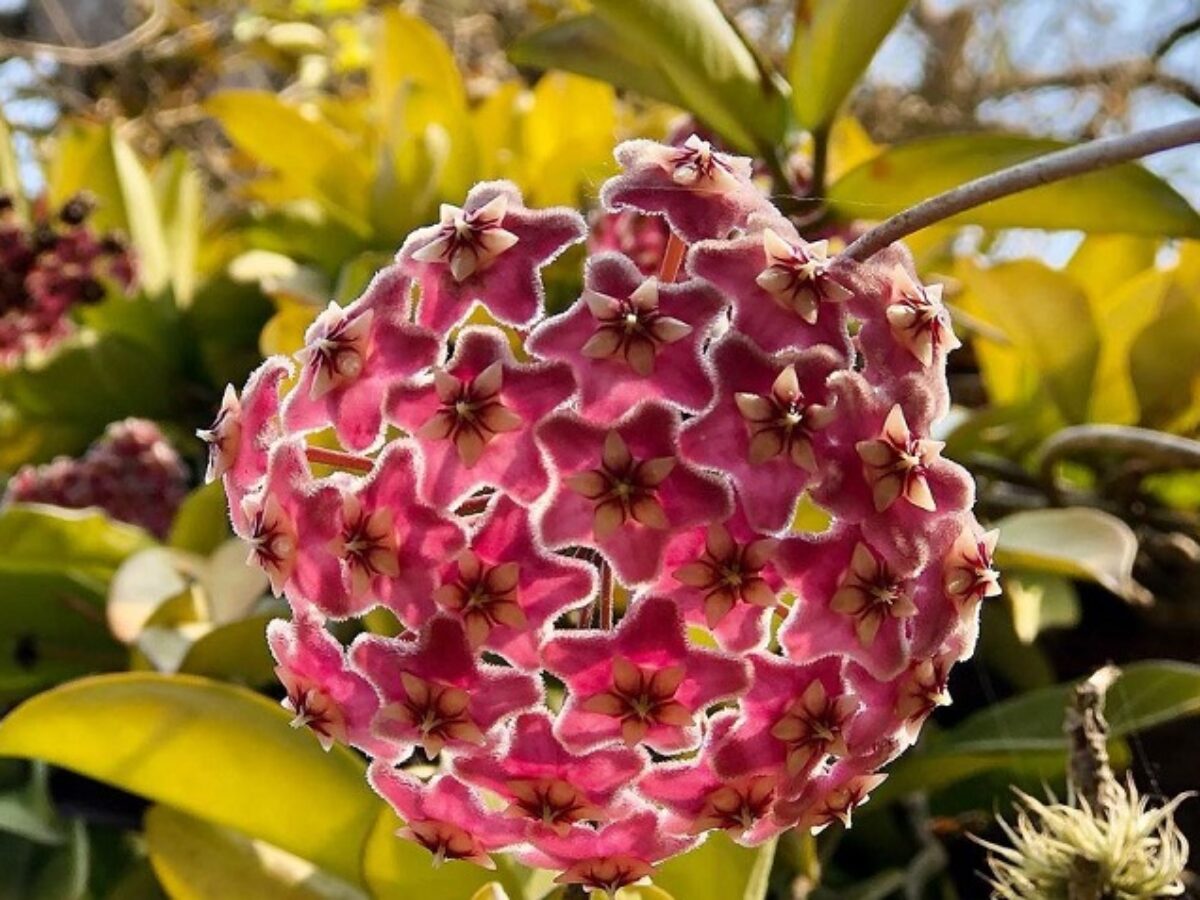 Flor-de-cera: como cuidar, espécies e 10 formas de usar na decoração