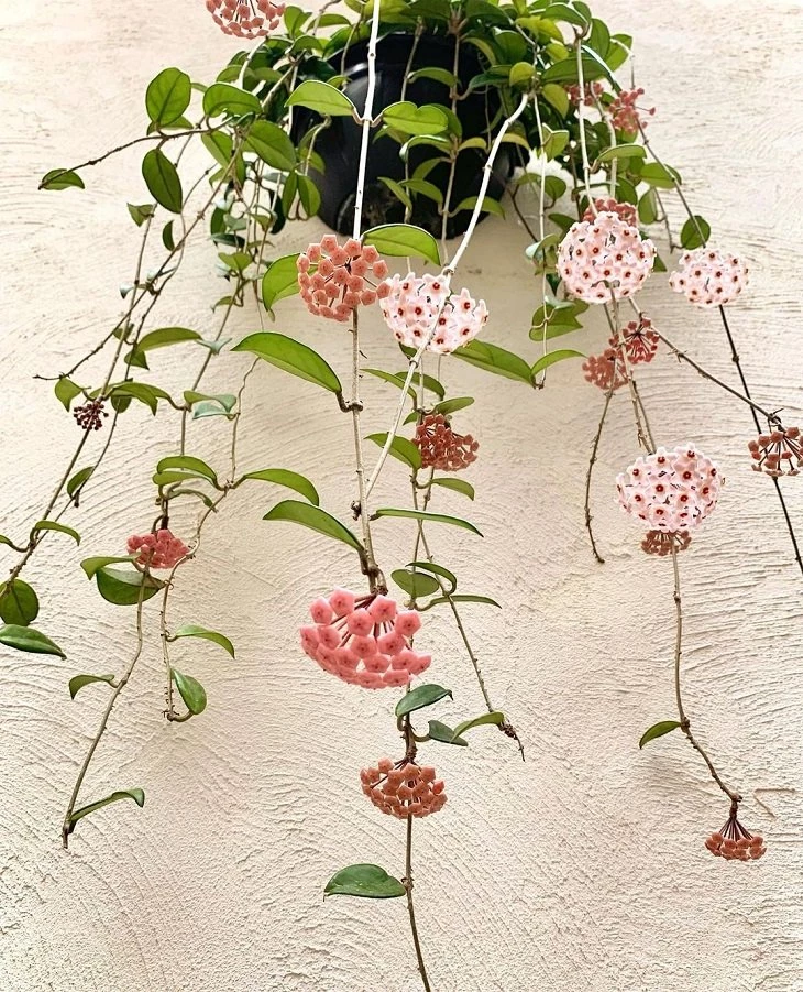 Foto de flor de cera 4 - 6