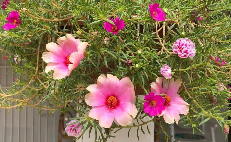 Como cultivar a flor onze-horas e dar um toque de beleza no jardim