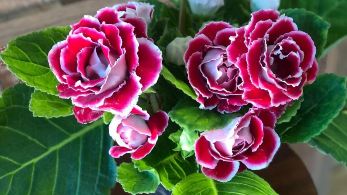 Gloxínia: como cultivar em casa e desfrutar da beleza dessa flor