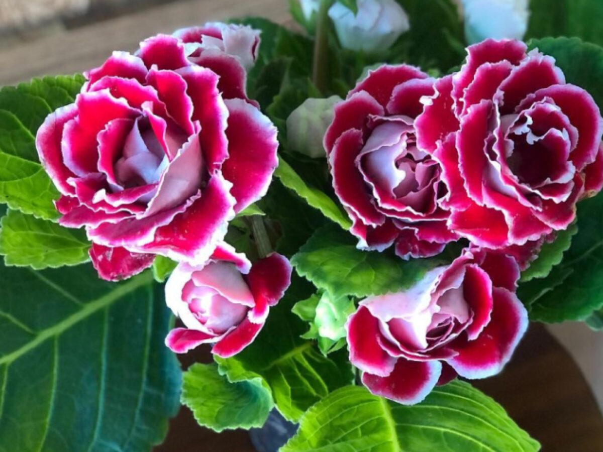 Gloxínia: como cultivar em casa e desfrutar da beleza dessa flor
