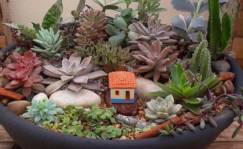 7 dicas para montar um mini jardim de suculentas em casa