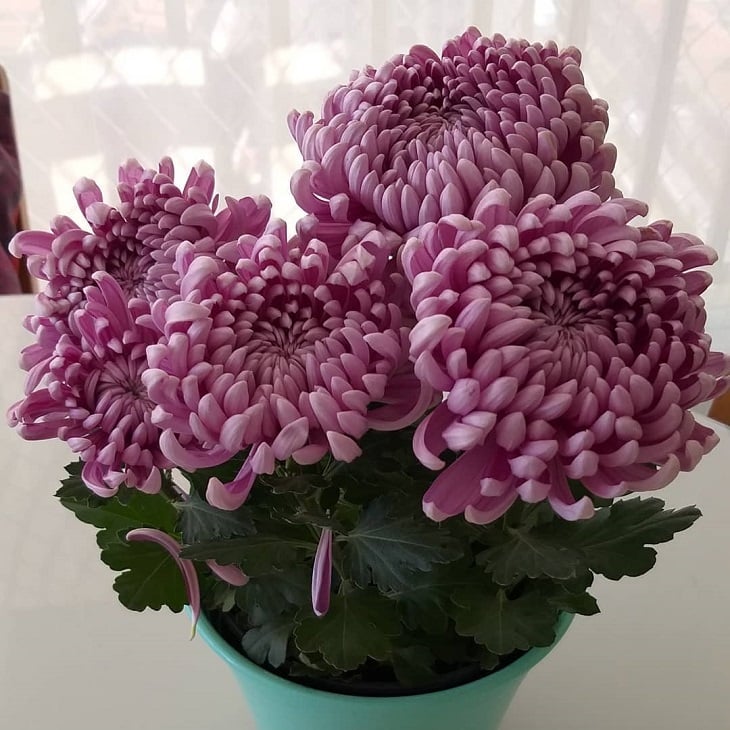Foto de crisantemo 10 - 12