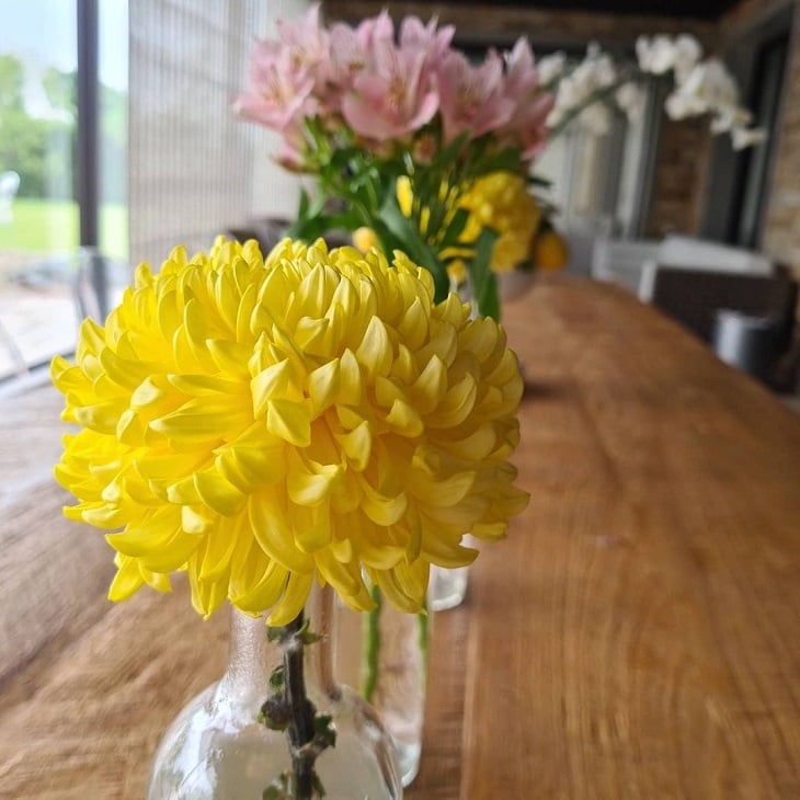 Foto de crisantemo 17 - 9