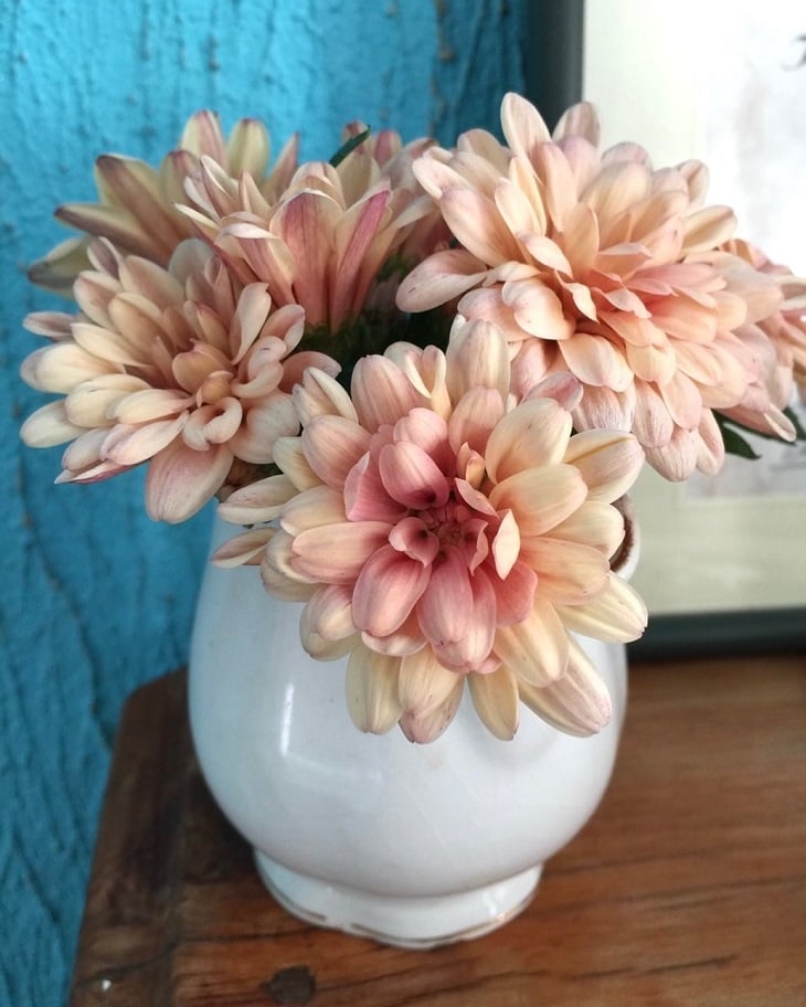 Foto de crisantemo 19 1 - 6
