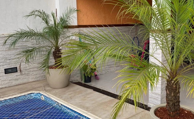 Com decorar o jardim com palmeira fênix e dicas de cuidado