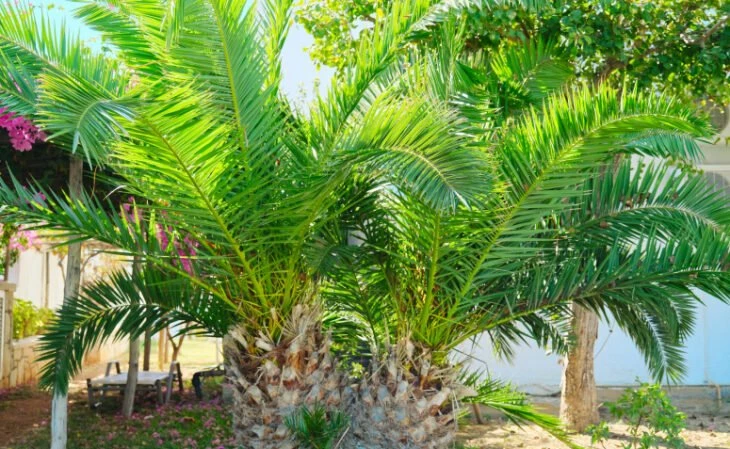 Foto de palmeira fenix 41 - 1