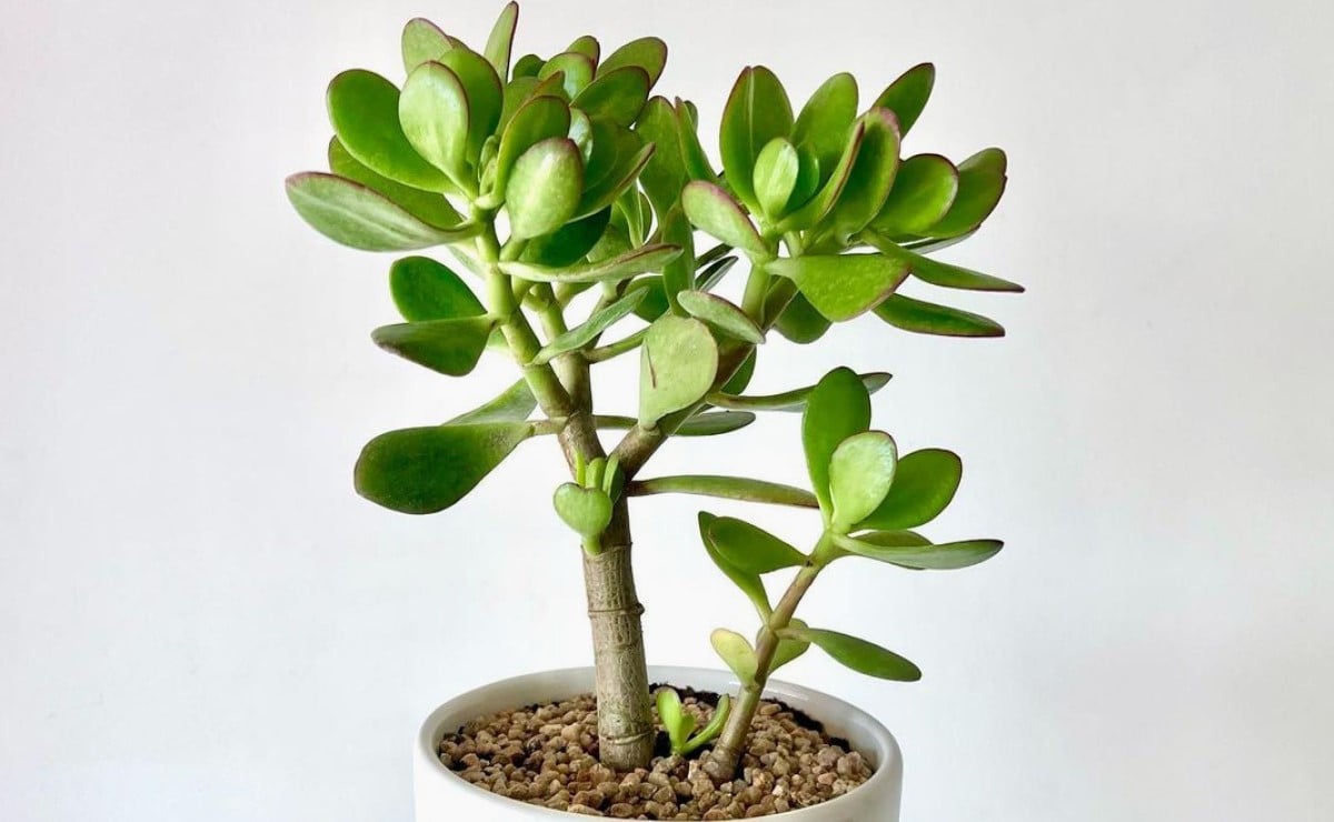 7 dicas imperdíveis para cuidar da sua planta jade
