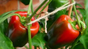 Como plantar pimentão: 9 dicas valiosas para cultivar a planta em casa