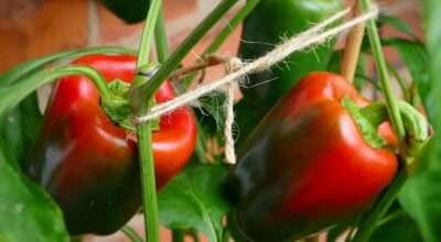Como plantar pimentão: 9 dicas valiosas para cultivar a planta em casa
