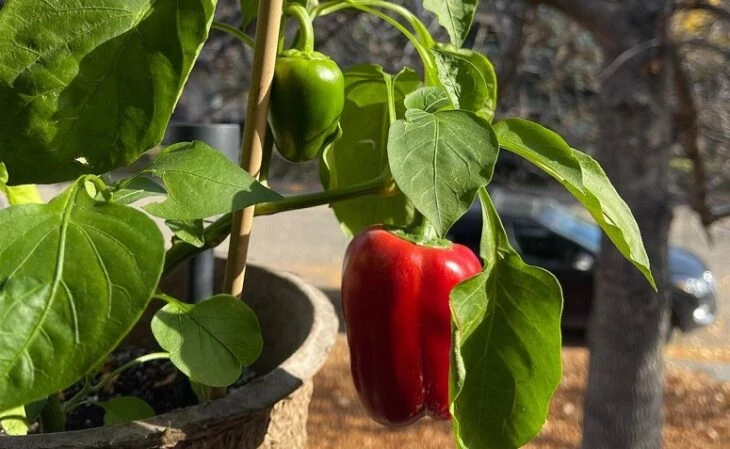 Foto de como plantar pimentao 2 - 4