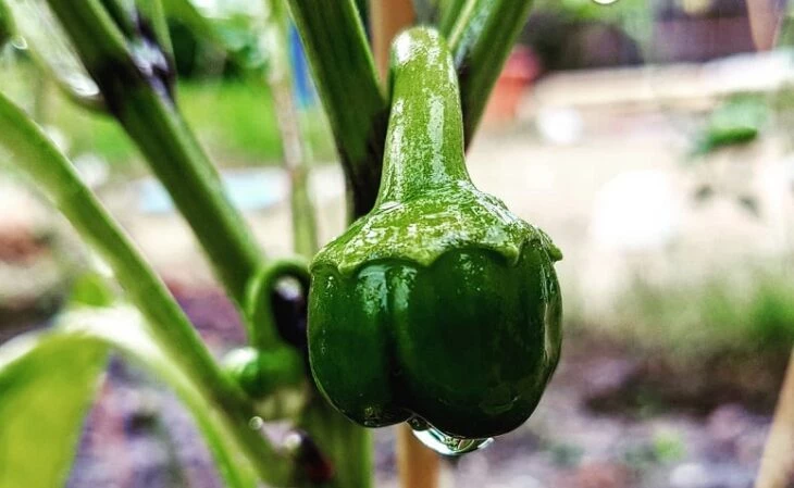 Foto de como plantar pimentao 3 - 5