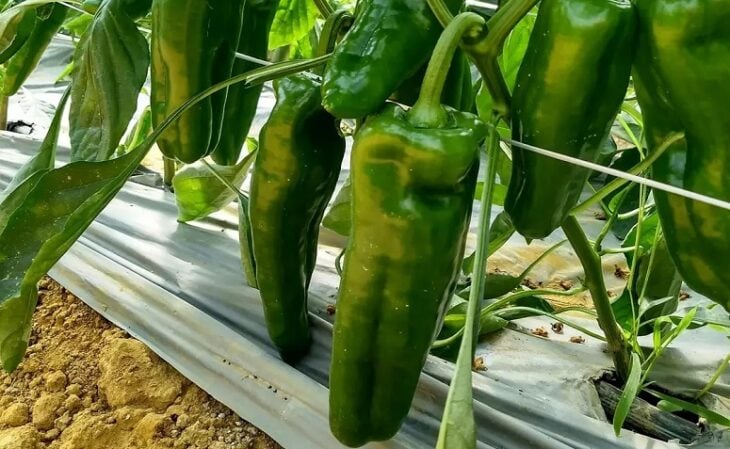 Foto de como plantar pimentao 4 - 6