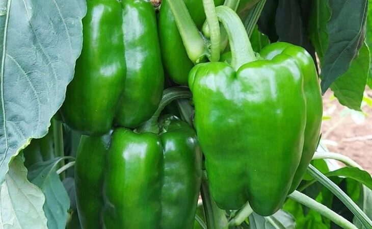 Foto de como plantar pimentao 6 - 8