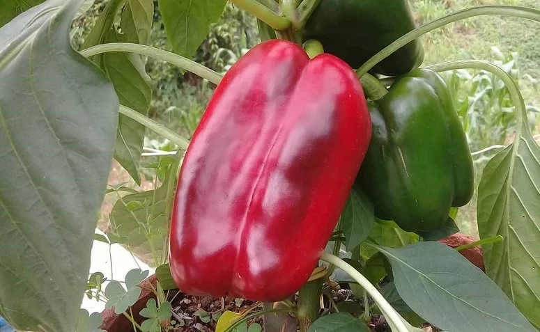 Foto de como plantar pimentao 7 - 7