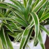 Clorofito: dicas certeiras para cultivar a planta que purifica o ar