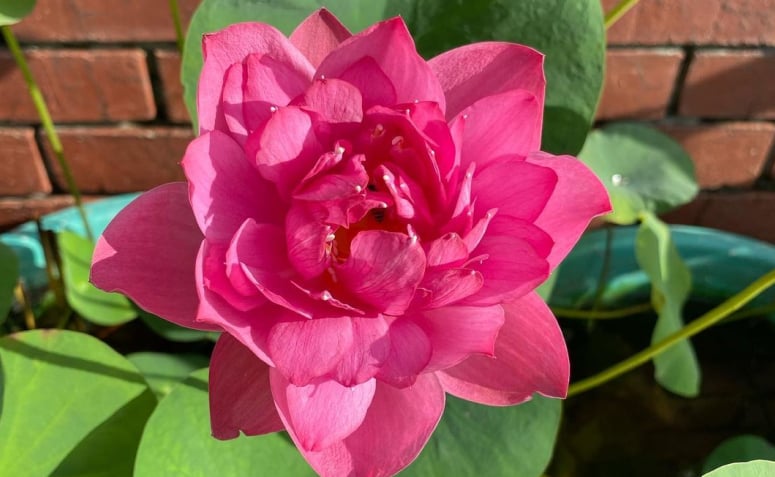 Foto de flor de lotus 002 - 2