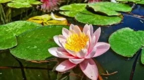 Foto de flor de lotus 1 - 2