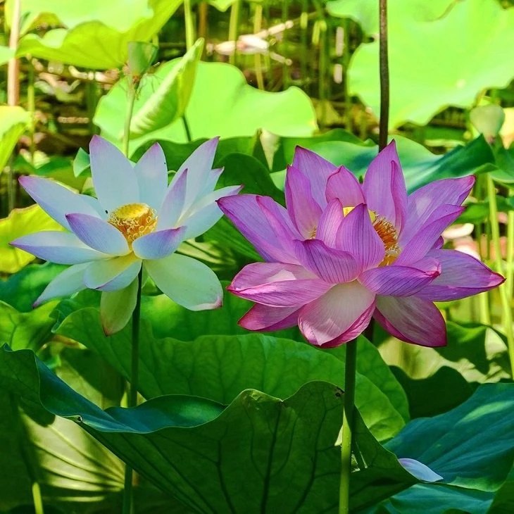Foto de flor de lotus 10 - 7