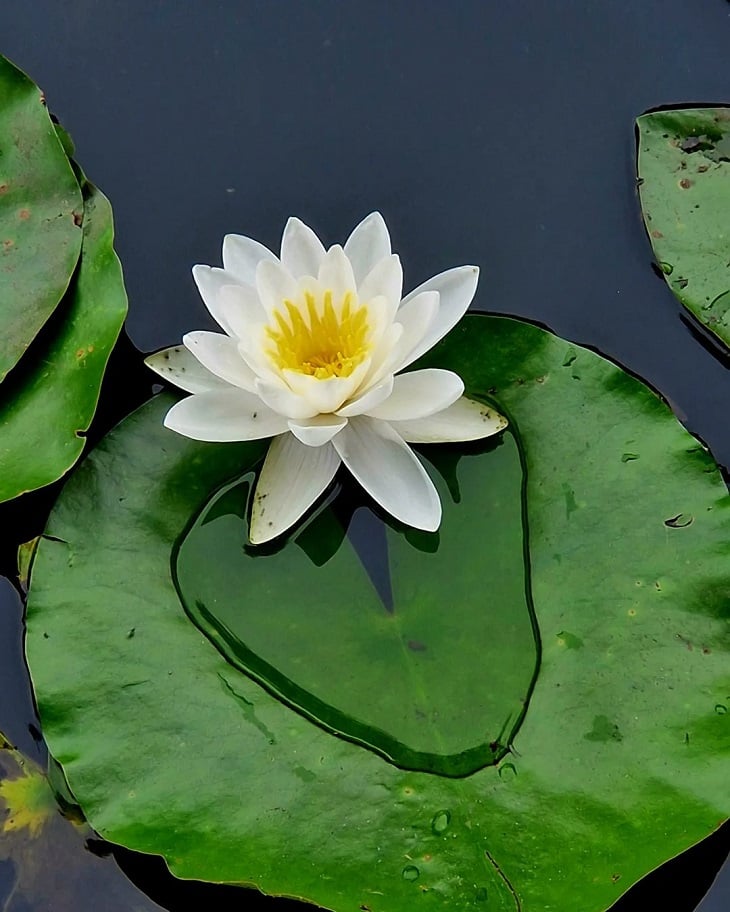 Foto de flor de lotus 11 - 8