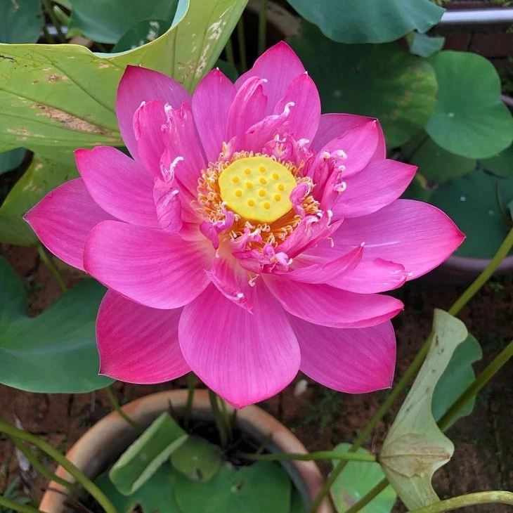 Foto de flor de lotus 12 - 9