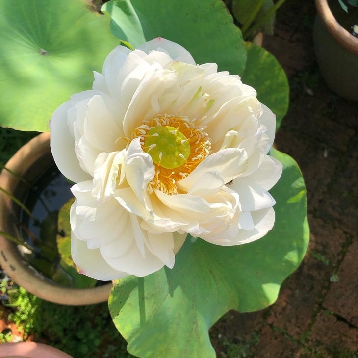 Foto de flor de lotus 13 - 10
