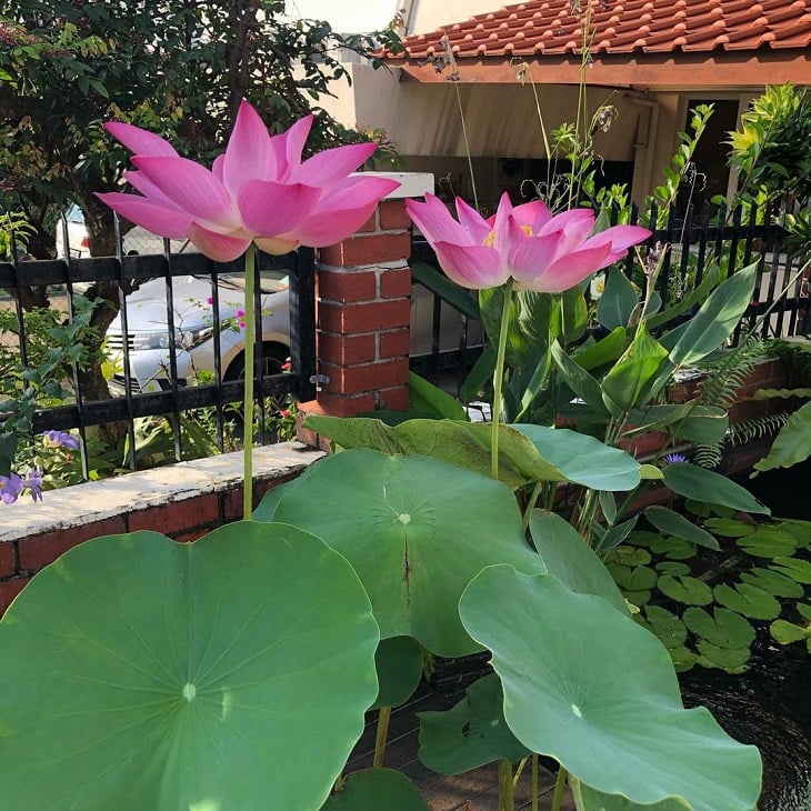 Foto de flor de lotus 14 - 11