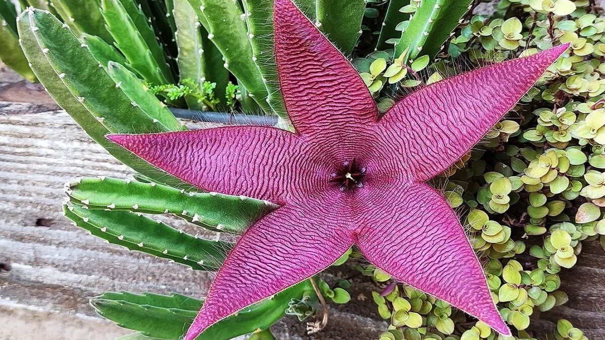 O cacto-estrela é uma suculenta exótica e fácil de cultivar
