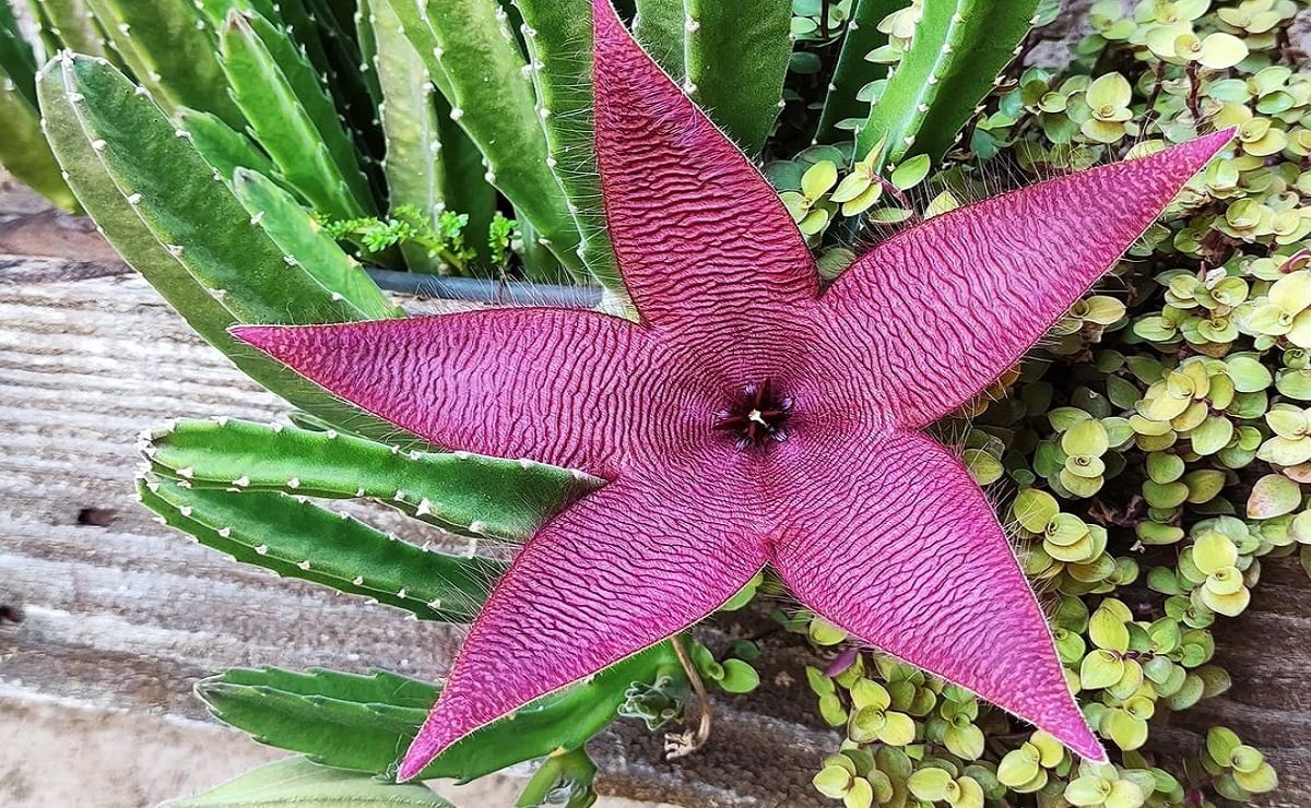 O cacto-estrela é uma suculenta exótica e fácil de cultivar