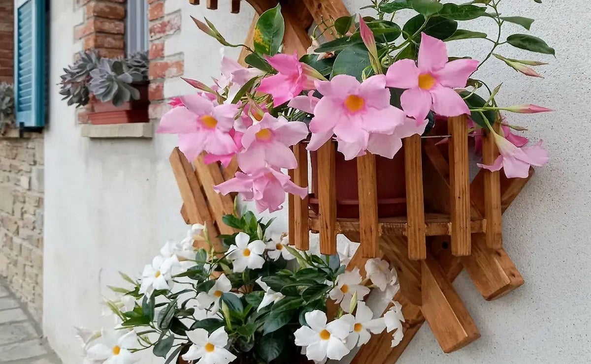 Como cultivar dipladênia: uma planta versátil com flores apaixonantes