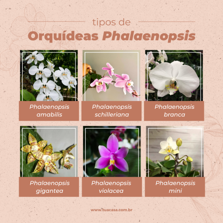 Foto de orquidea phalaenopsis 00 - 12