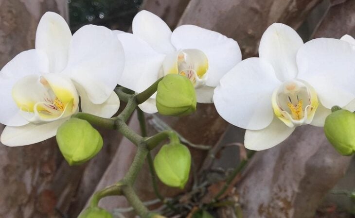 Foto de orquidea phalaenopsis 2 - 1