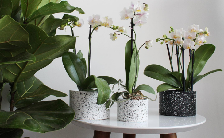 Foto de orquidea phalaenopsis 50 - 5