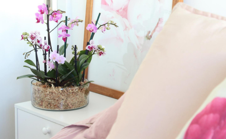 Foto de orquidea phalaenopsis 53 - 11