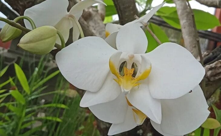 Foto de orquidea phalaenopsis 7 - 10