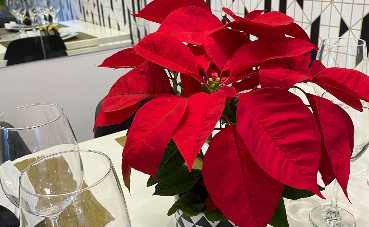 Flor de Natal: dicas para cuidar da planta e ideias de arranjos