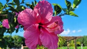 Foto de flor de hibisco 00 - 3