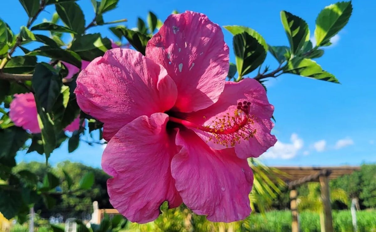 Como cuidar da flor de hibisco em vaso ou jardim e exibir suas cores