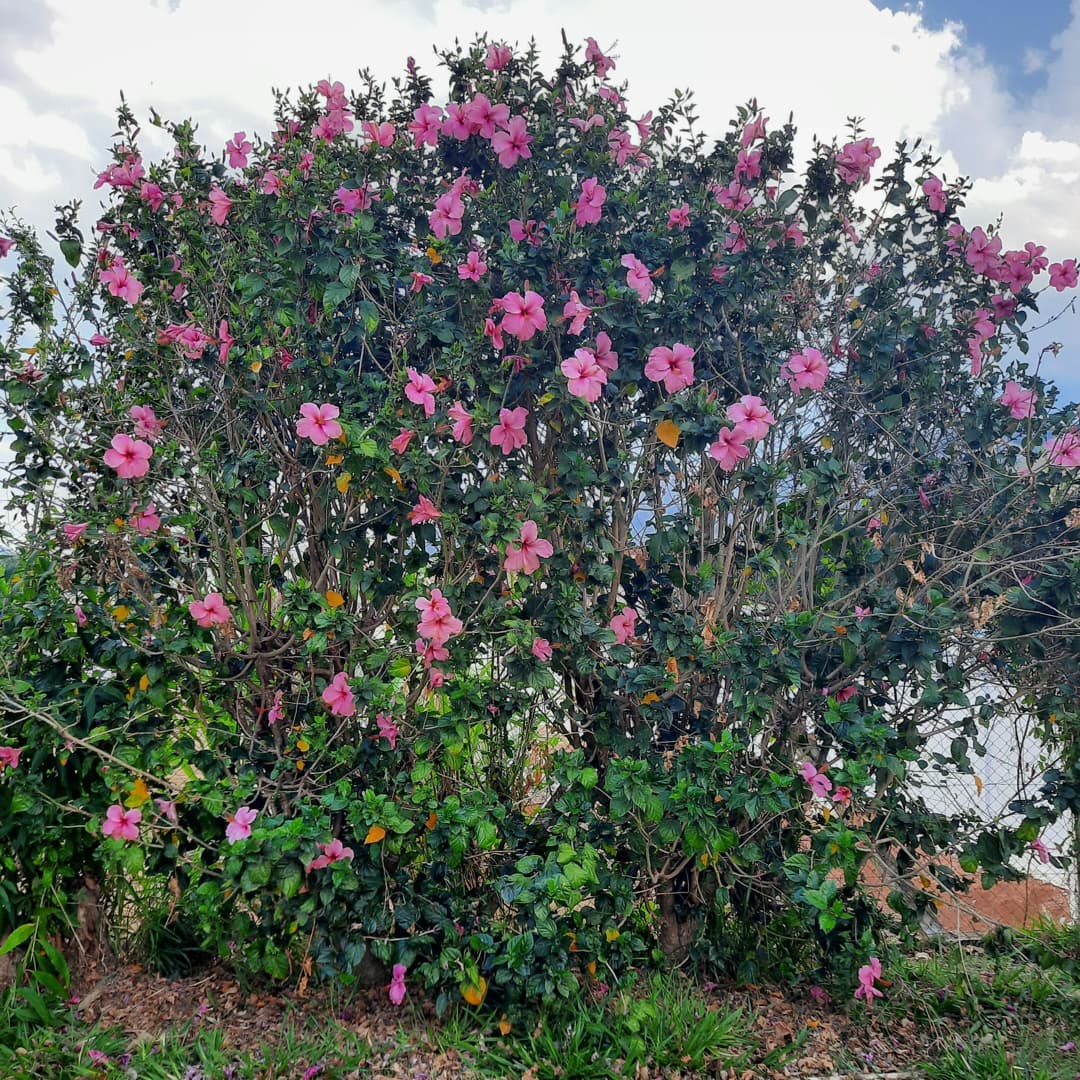 Foto de flor de hibisco 06 - 13