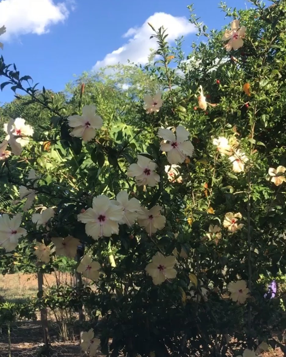 Foto de flor de hibisco 10 - 17