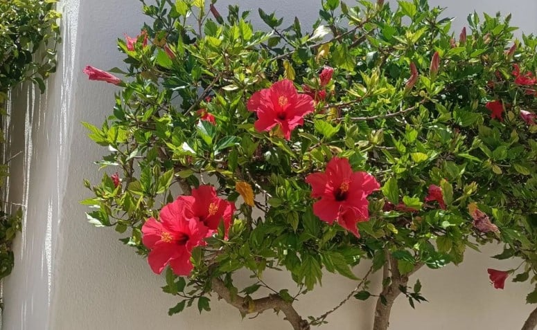 Foto de flor de hibisco 11 - 4