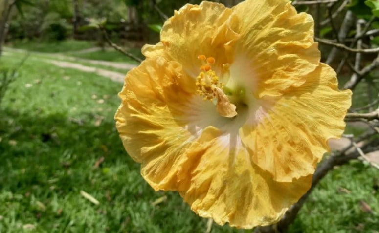 Foto de flor de hibisco 12 - 5