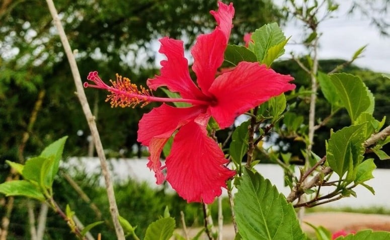 Foto de flor de hibisco 14 - 7